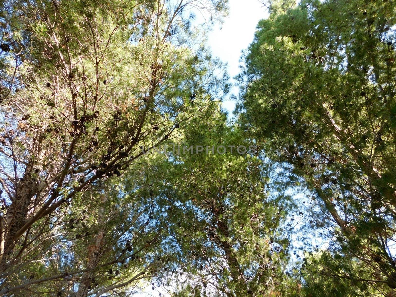 trees