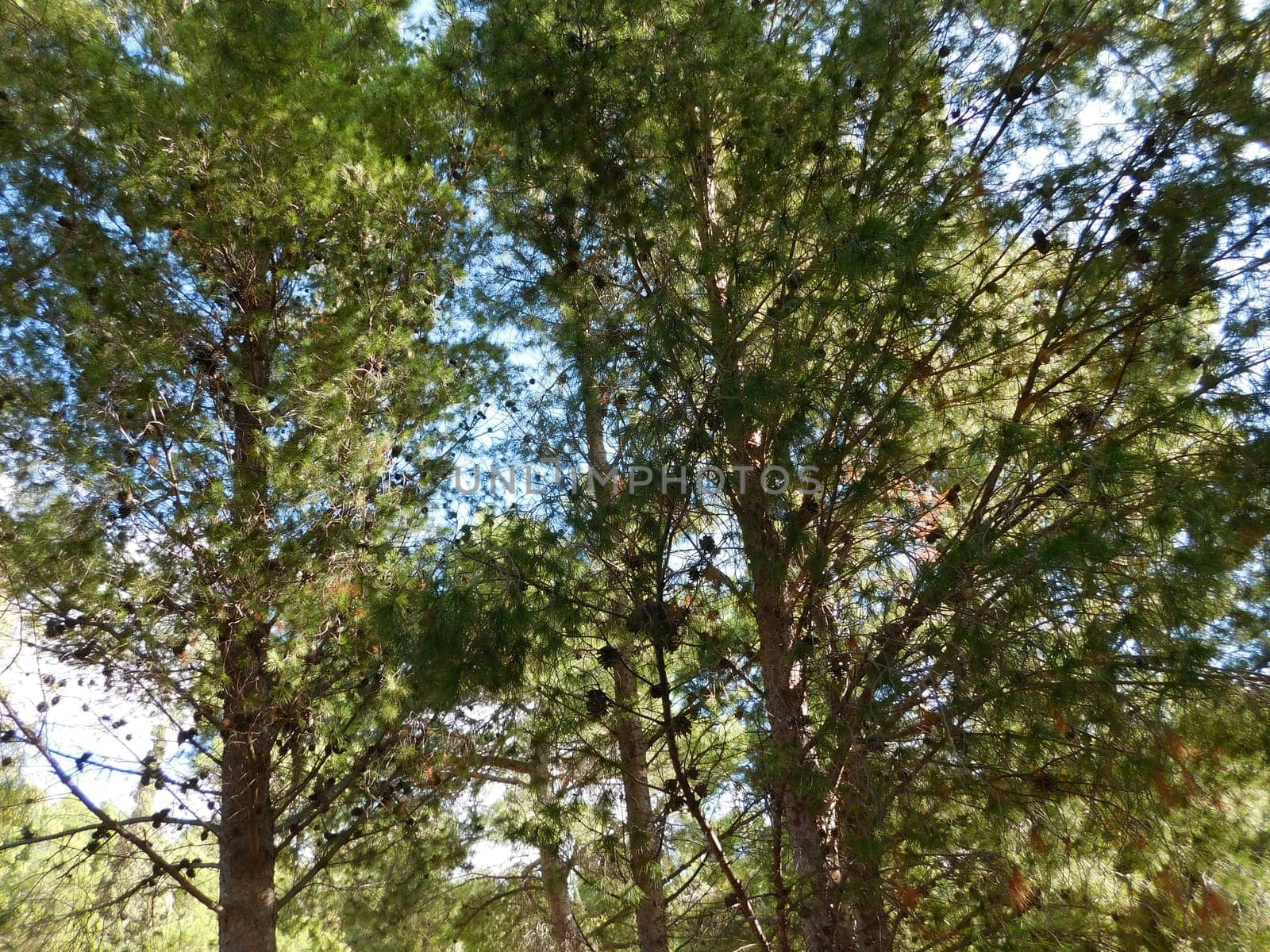 trees
