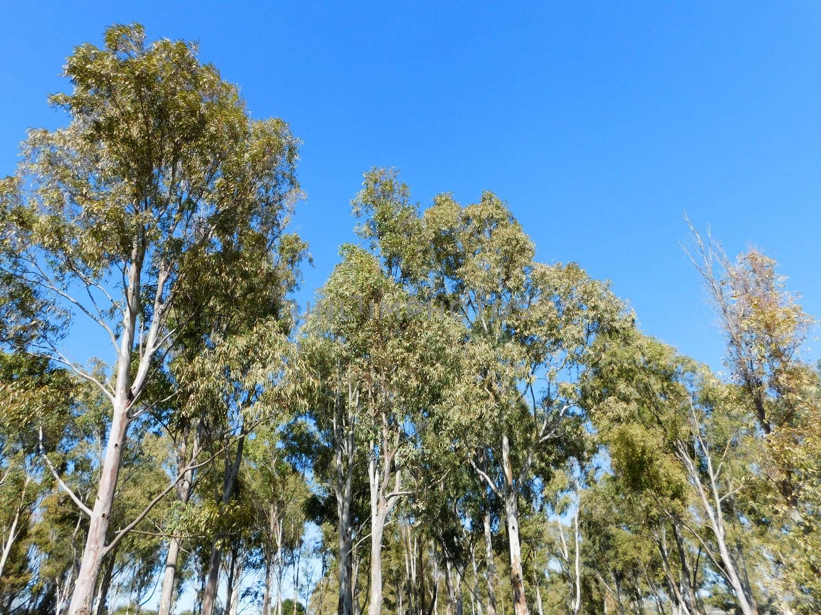 trees