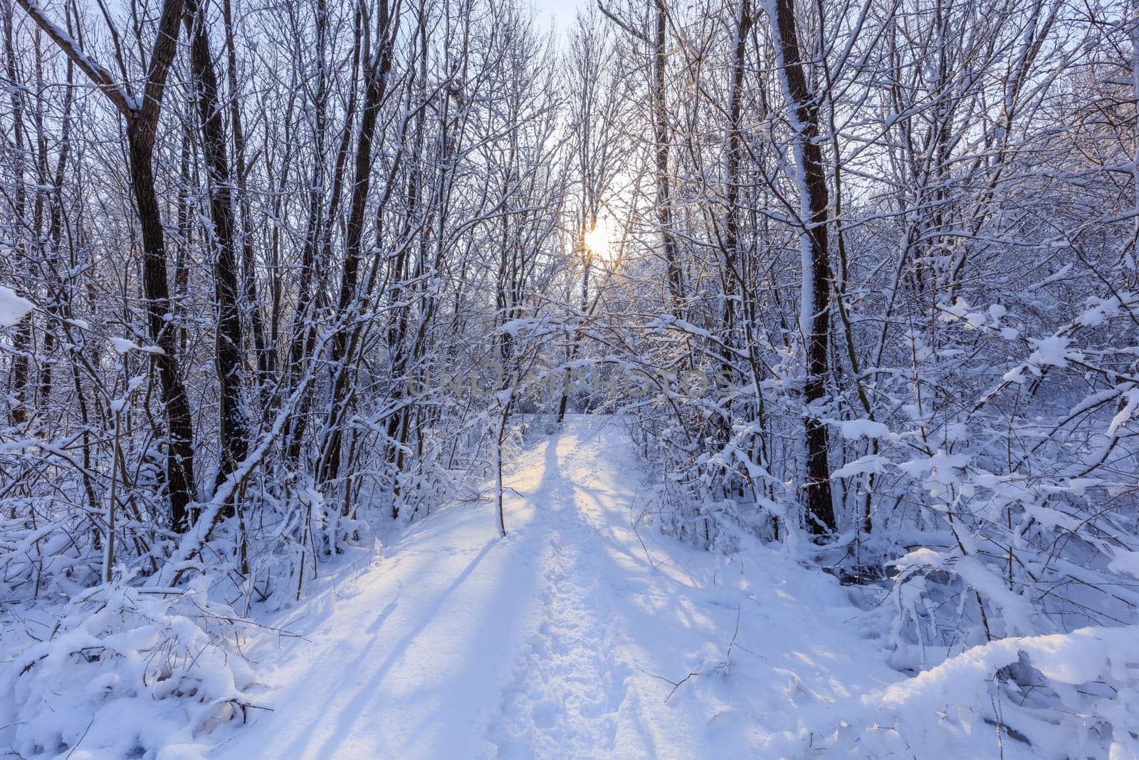sunrise in forest. Location: Comana Natural Park, Romania.