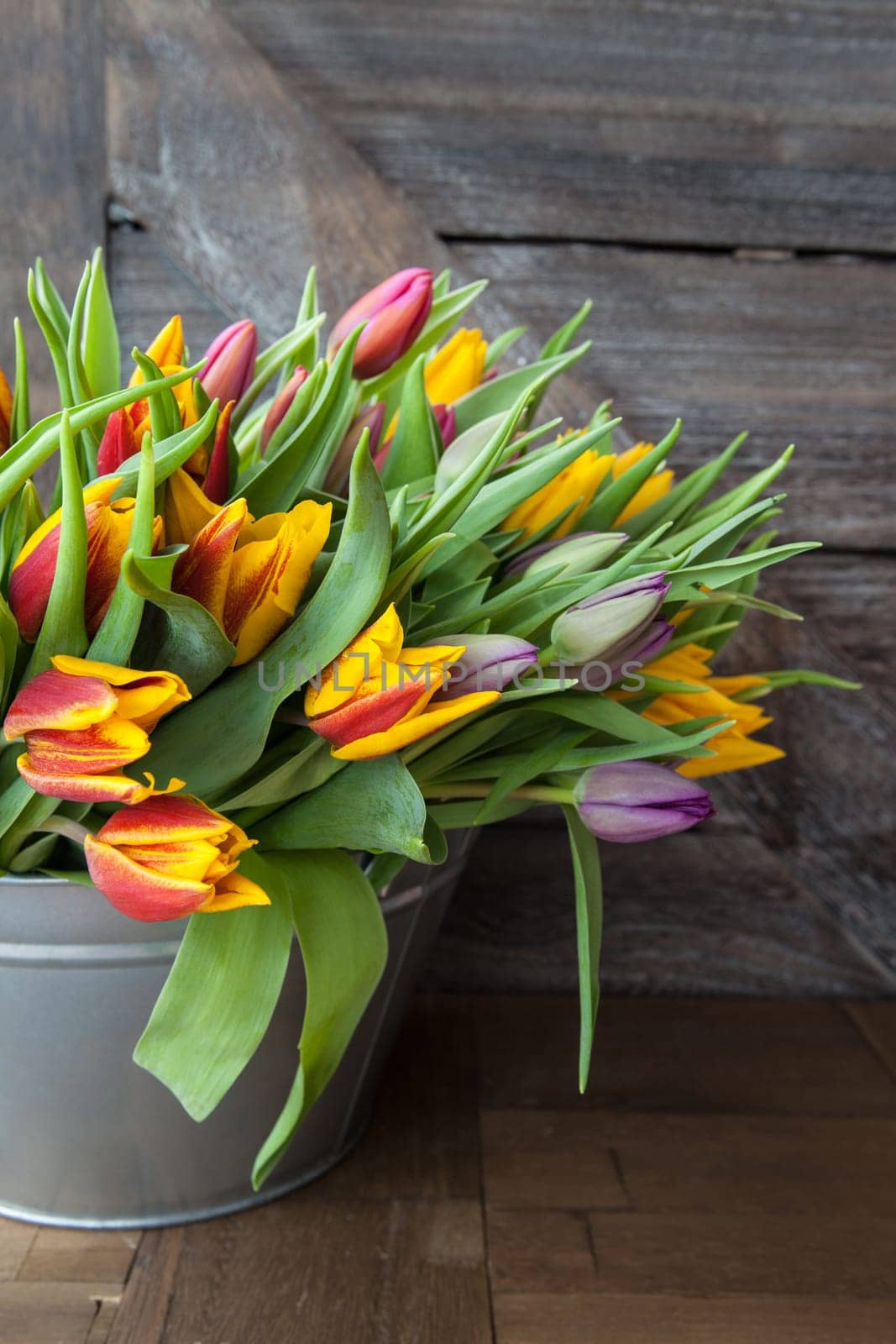 Rustic bucket with colorful tulips on dark wood background
