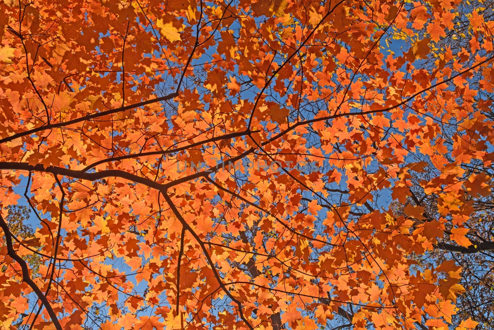 Red Leaves in the Sky in Great River Bluffs State Park in Minnesota