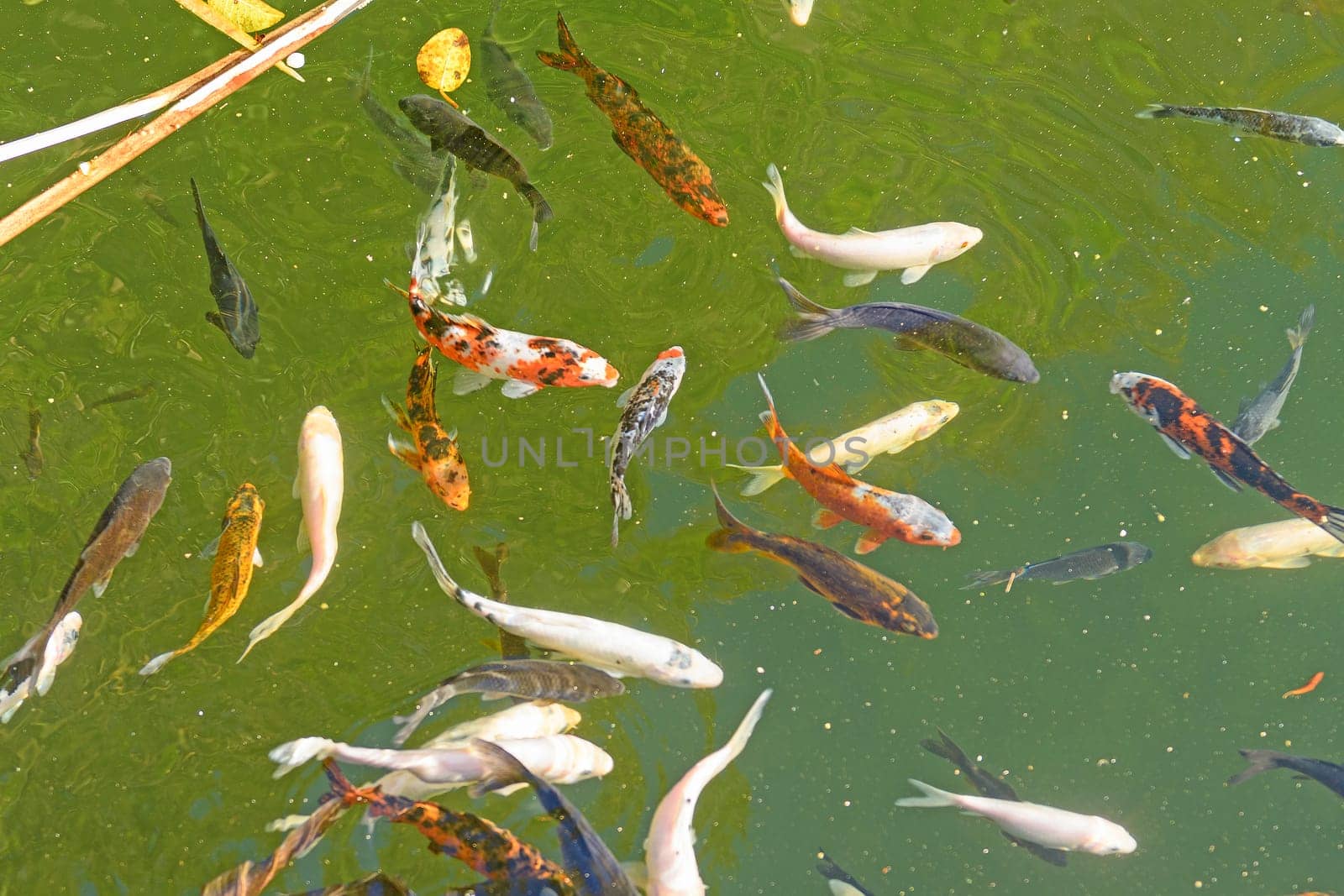 Colorful Koi Pond in the Tropics in Monteverde, Costa Rica