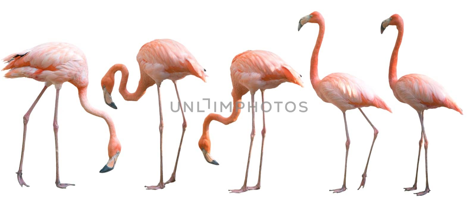 Beautiful flamingo bird isolated on white background