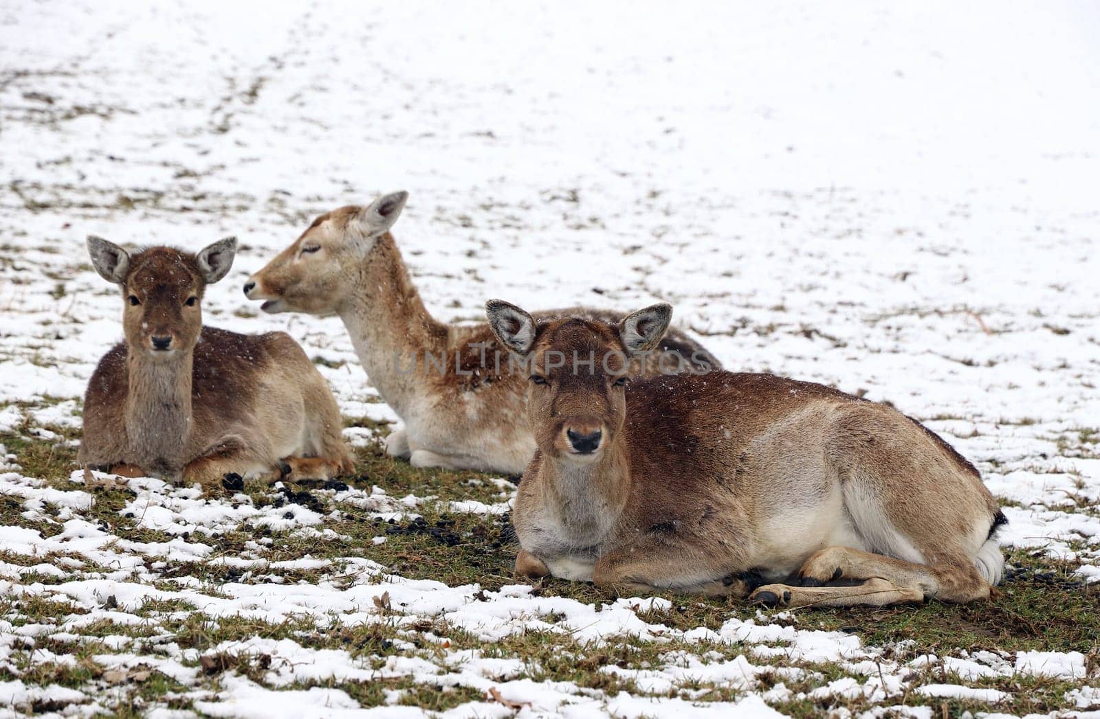 Female fallow deer with young animals in winter. A herd of fallow deer