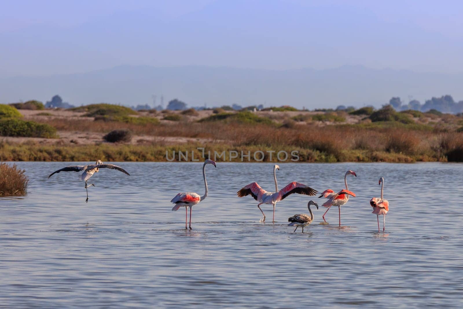 pink flamingos walking through the water. Lefkada, Greece