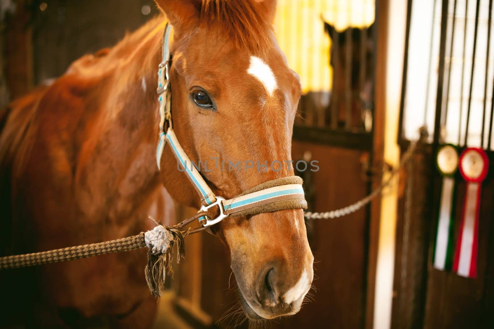 horse in a stall in the stables