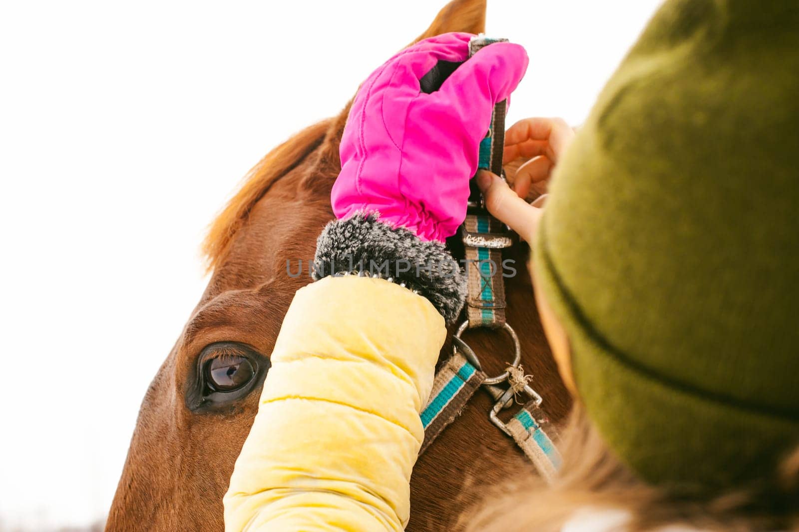 Woman in winter clothes and the horse to stand together against the white snow. love and care for horses. girl puts a bridle on a horse