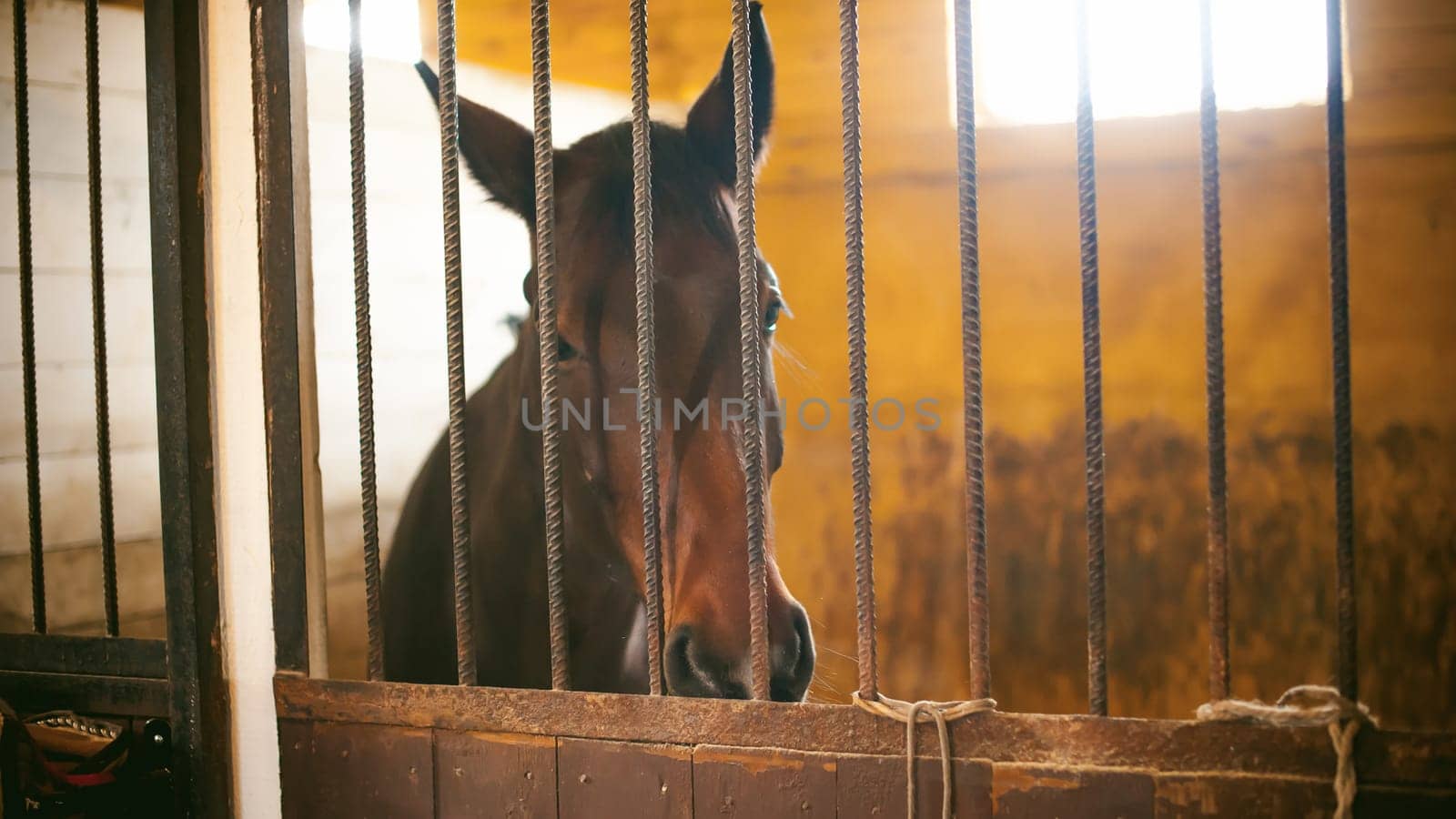 horse in a stall in the stables behind bars