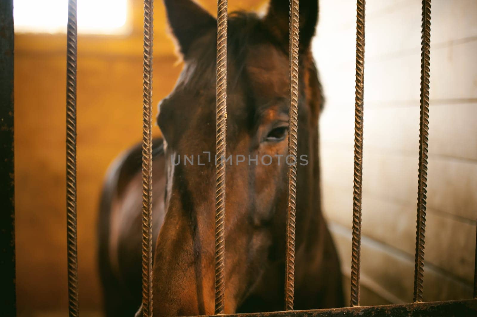 horse in a stall in the stables behind bars