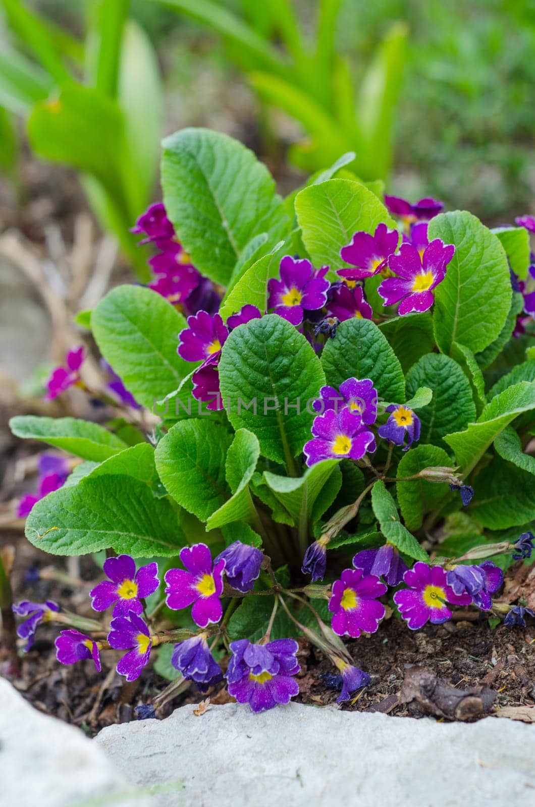 Blossoming spring primrose, close-up