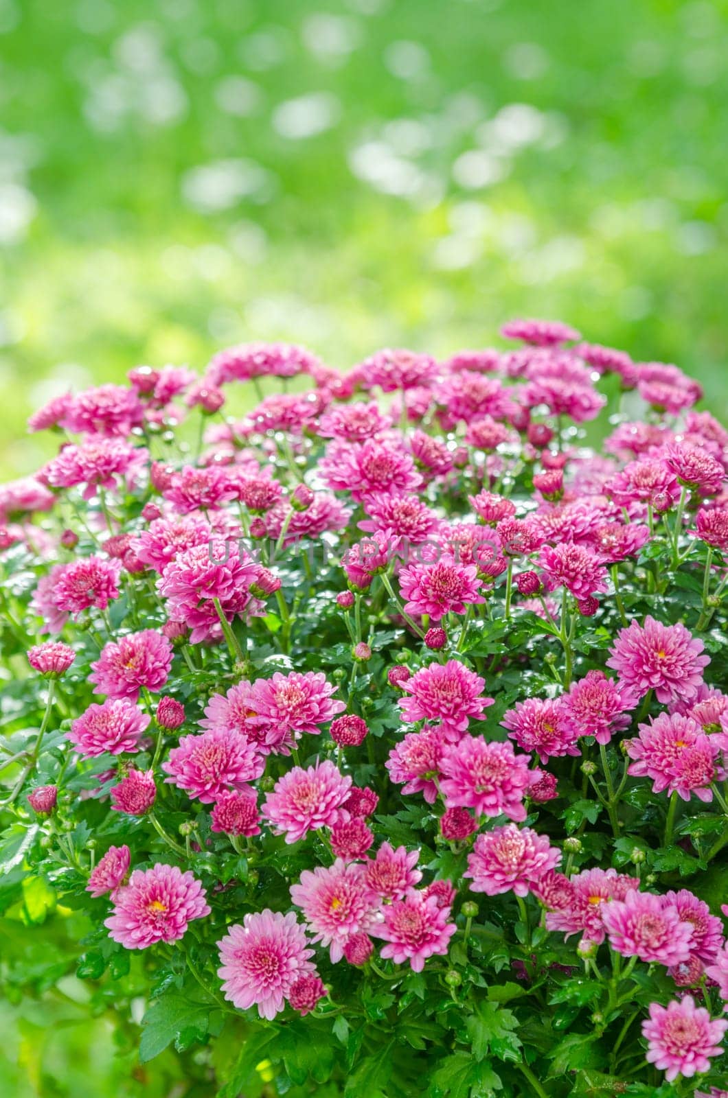 Beautiful blooming pink chrysanthemum bush in the garden