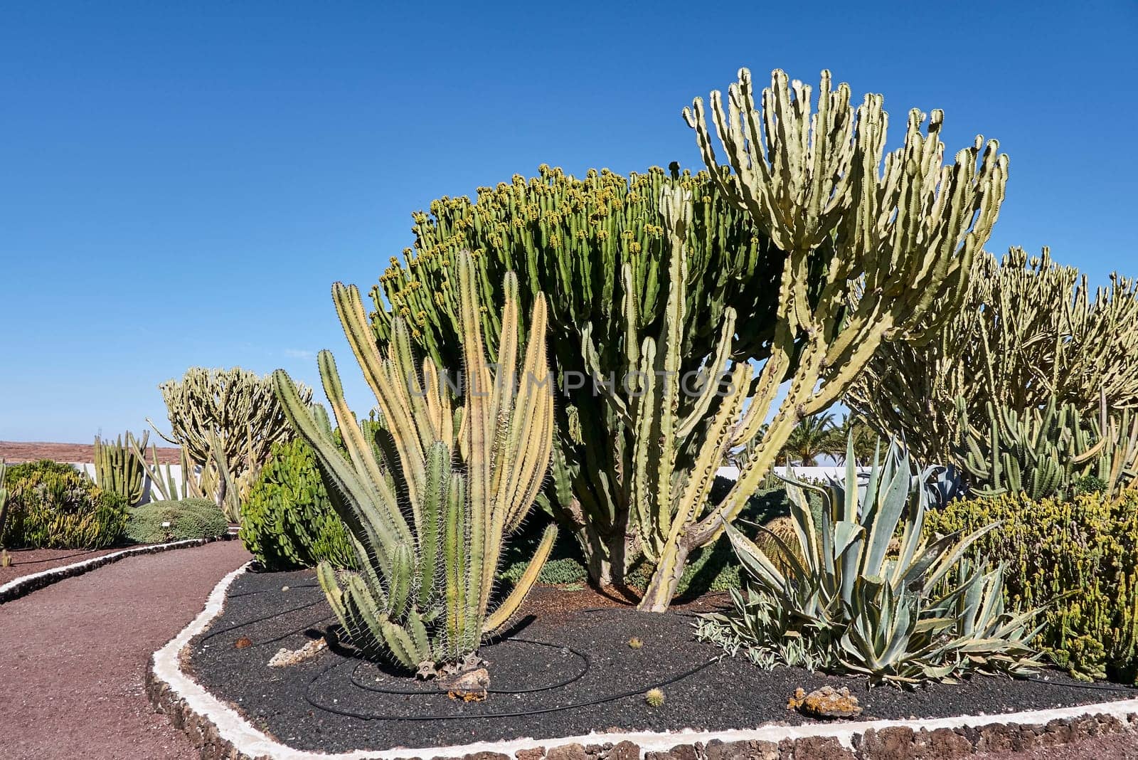 cacti on fuerteventura