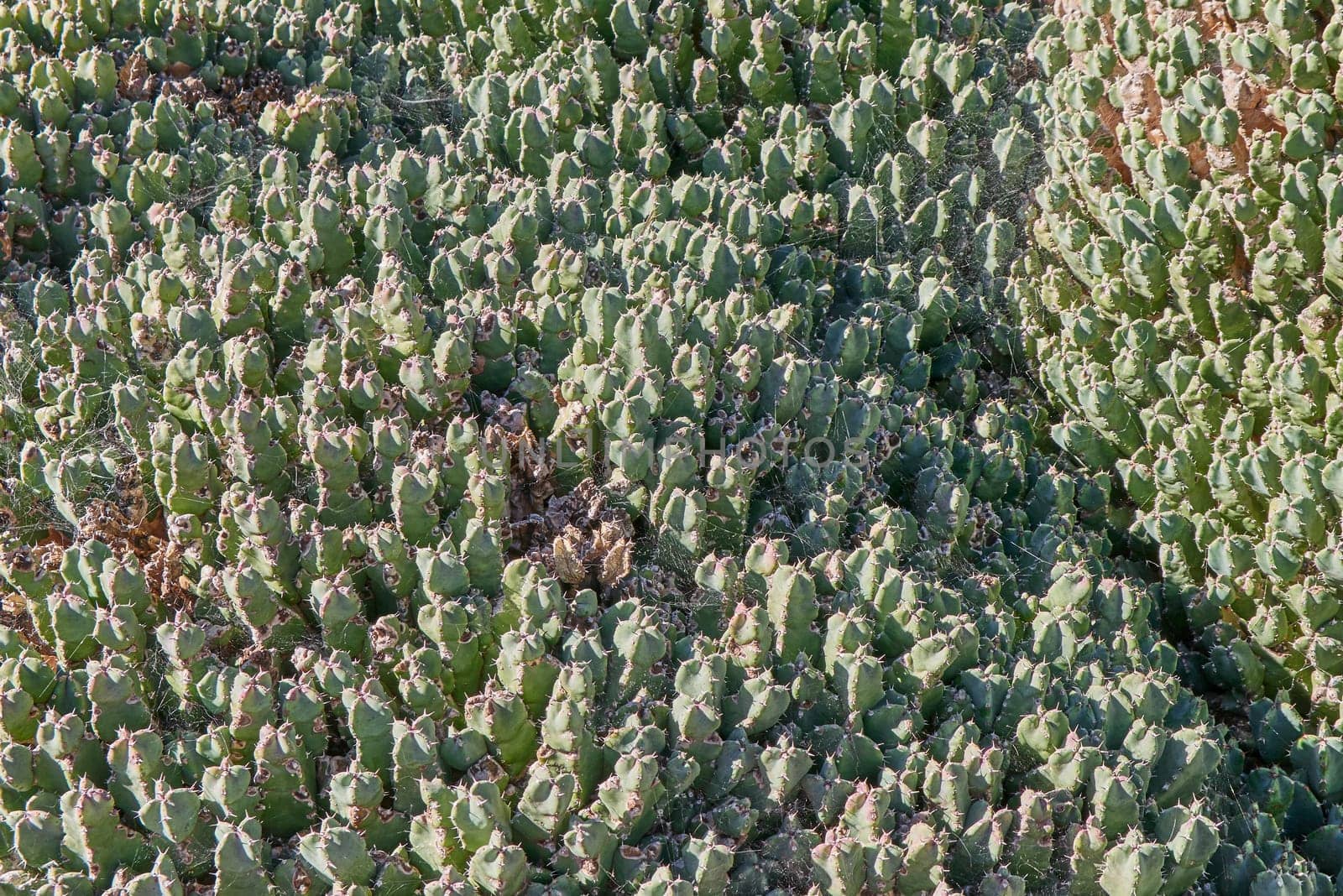 cacti on fuerteventura