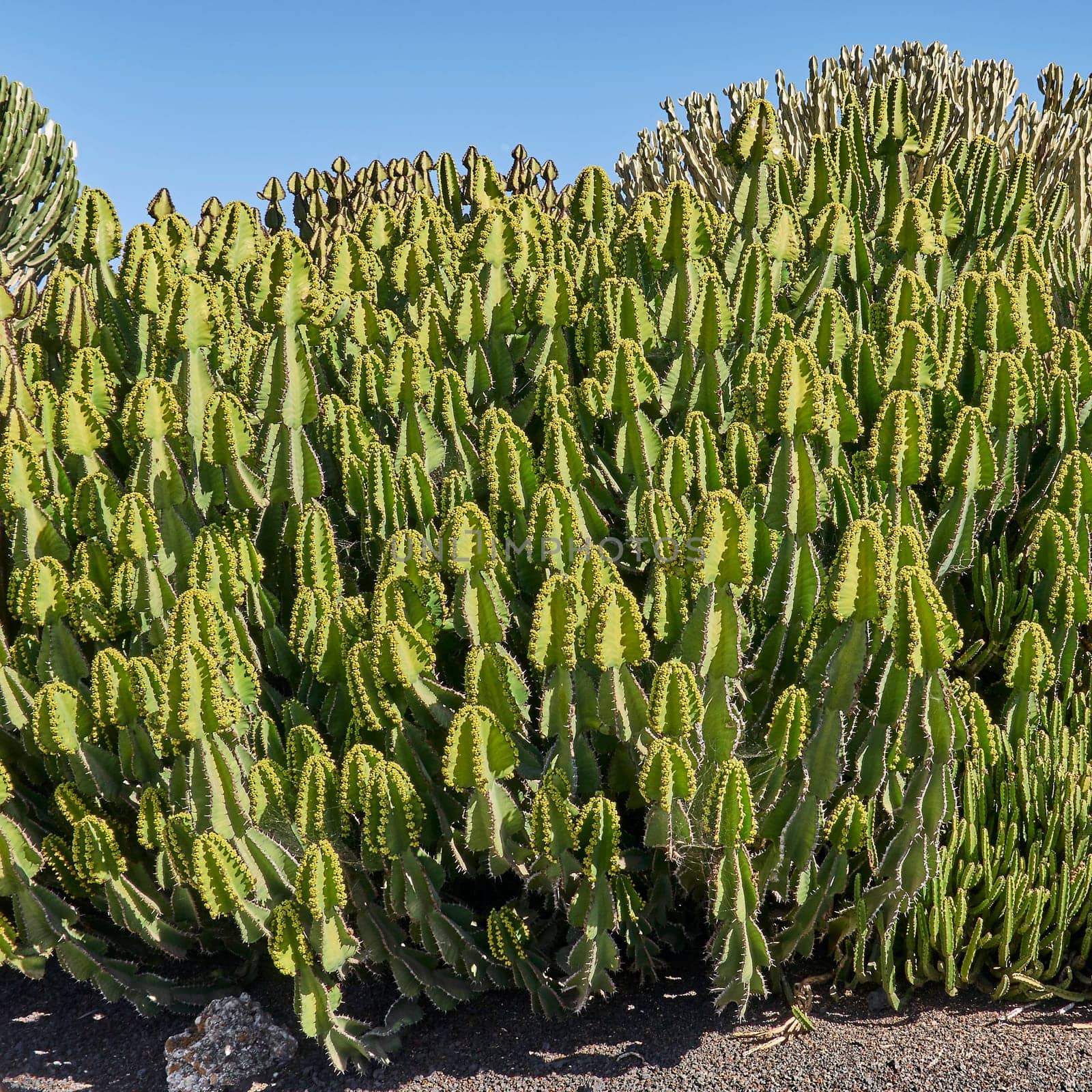 cacti on fuerteventura