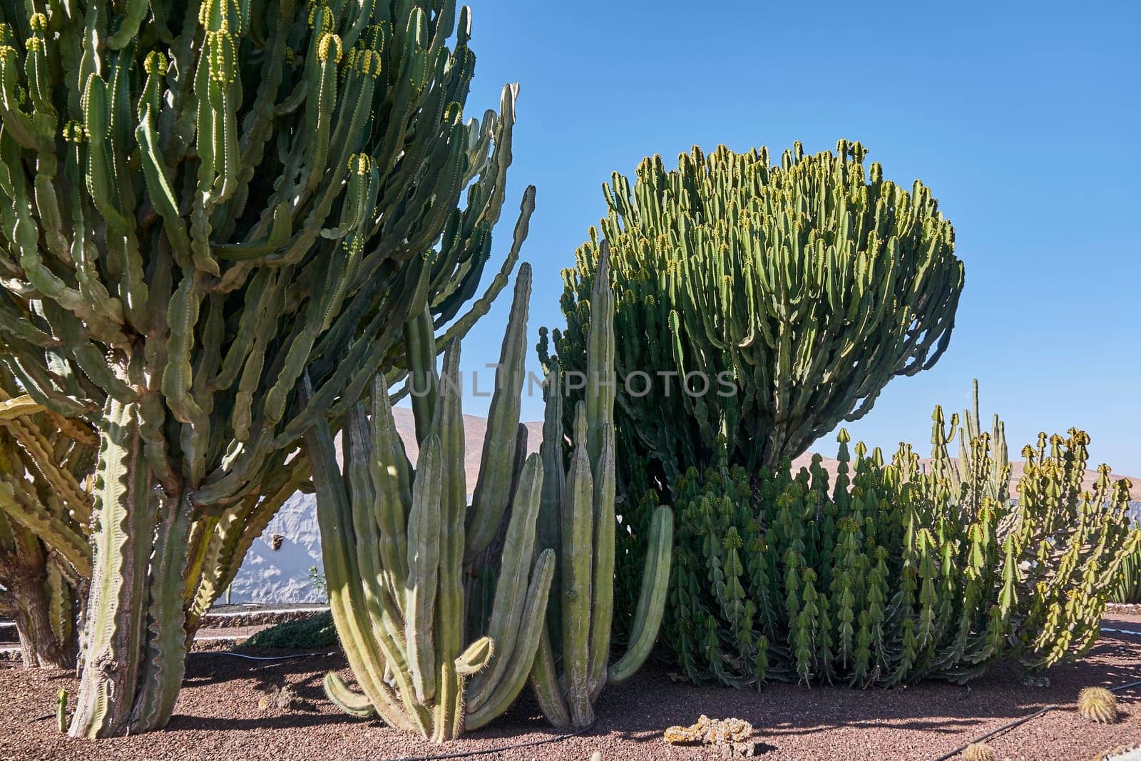 cacti on fuerteventura