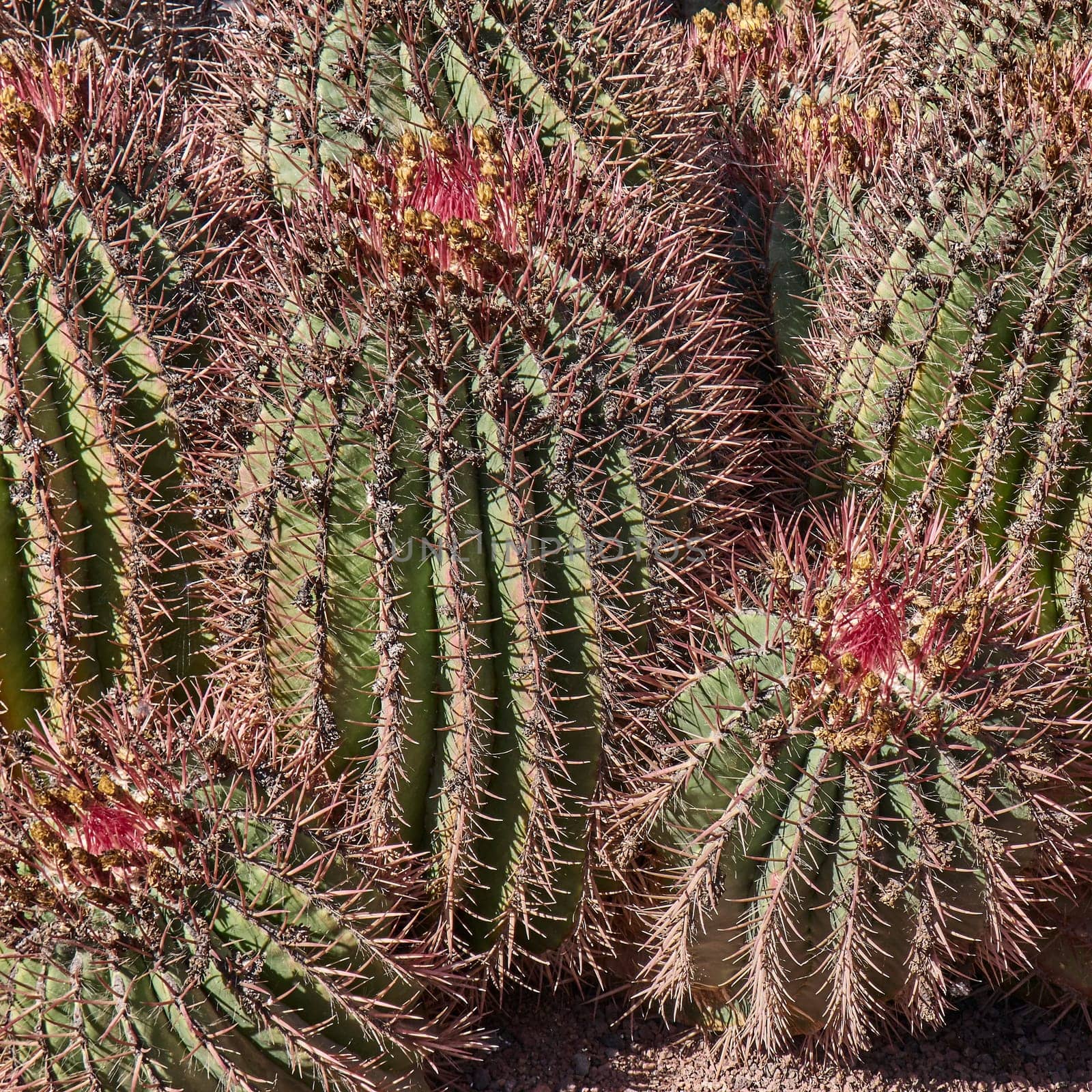cacti on fuerteventura