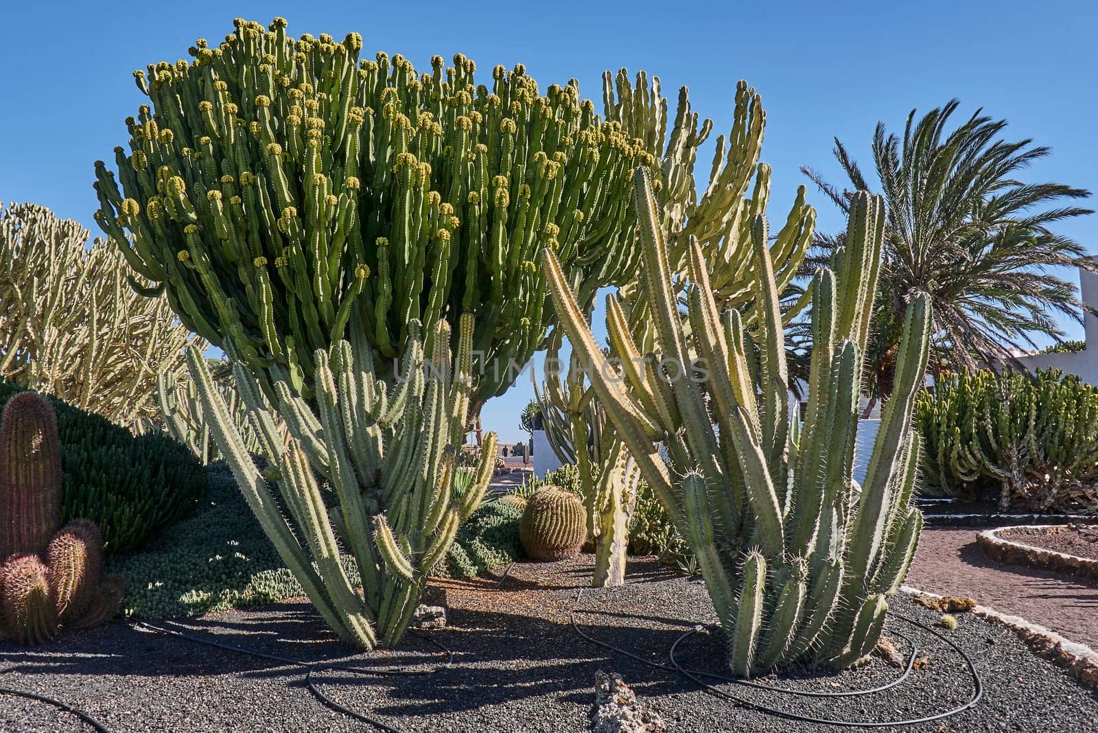 cacti on fuerteventura