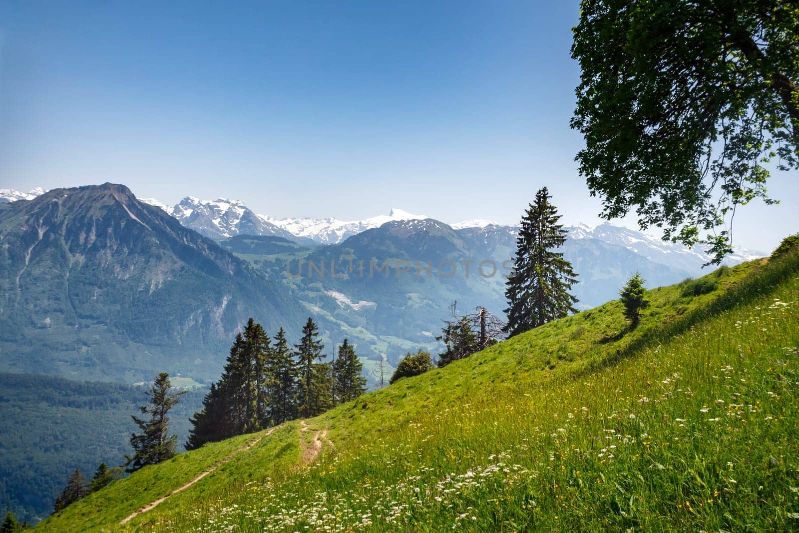 beautiful scenic Alps mountain landscape and green field with blue sky, Switzerland