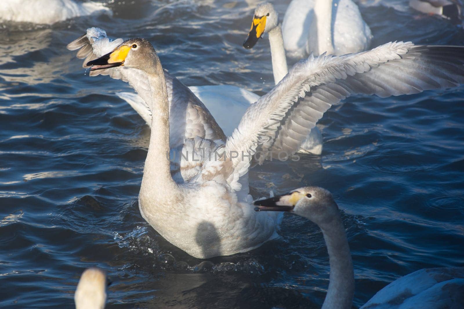 Beautiful white whooping swans swimming in the nonfreezing winter lake. The place of wintering of swans, Altay, Siberia, Russia.