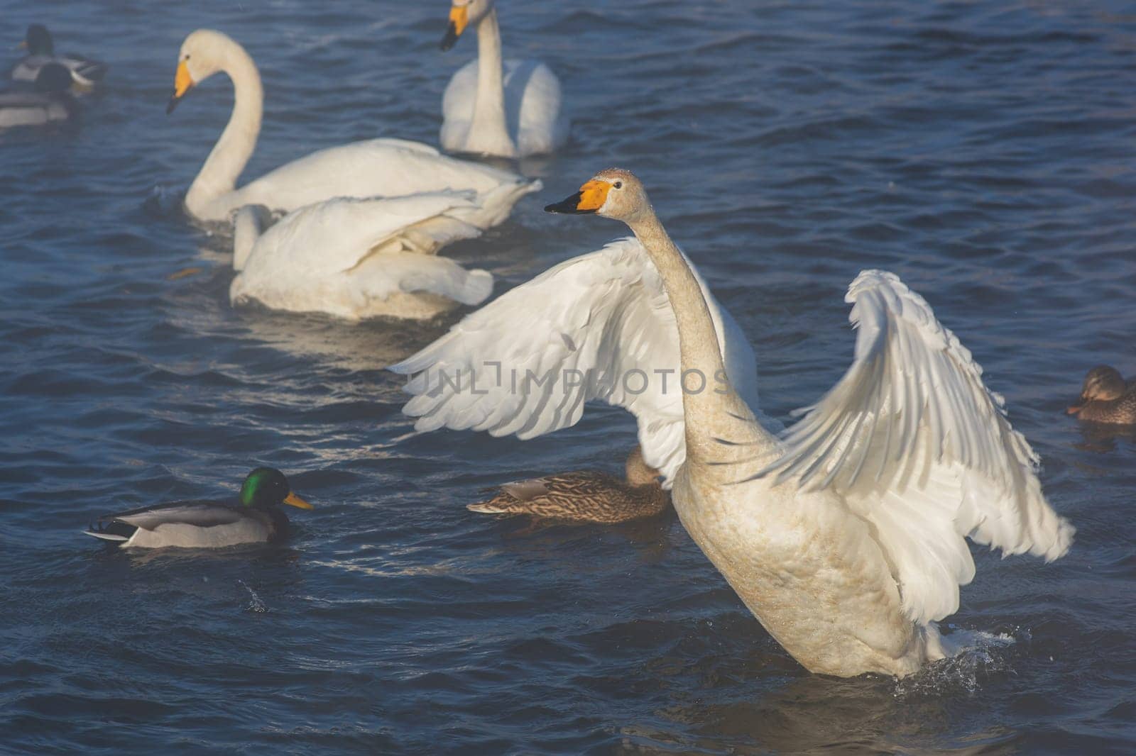 Beautiful white whooping swans swimming in the nonfreezing winter lake. The place of wintering of swans, Altay, Siberia, Russia.