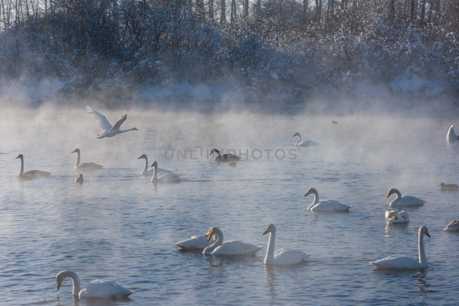 Beautiful white whooping swans swimming in the nonfreezing winter lake. The place of wintering of swans, Altay, Siberia, Russia.