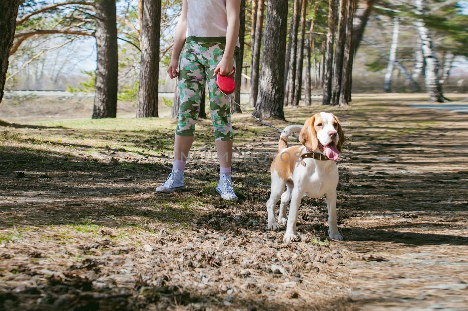 Young pet dog breeds beagle walking in the park outdoors. The girl carefully walks the puppy on a leash, plays and trains with him