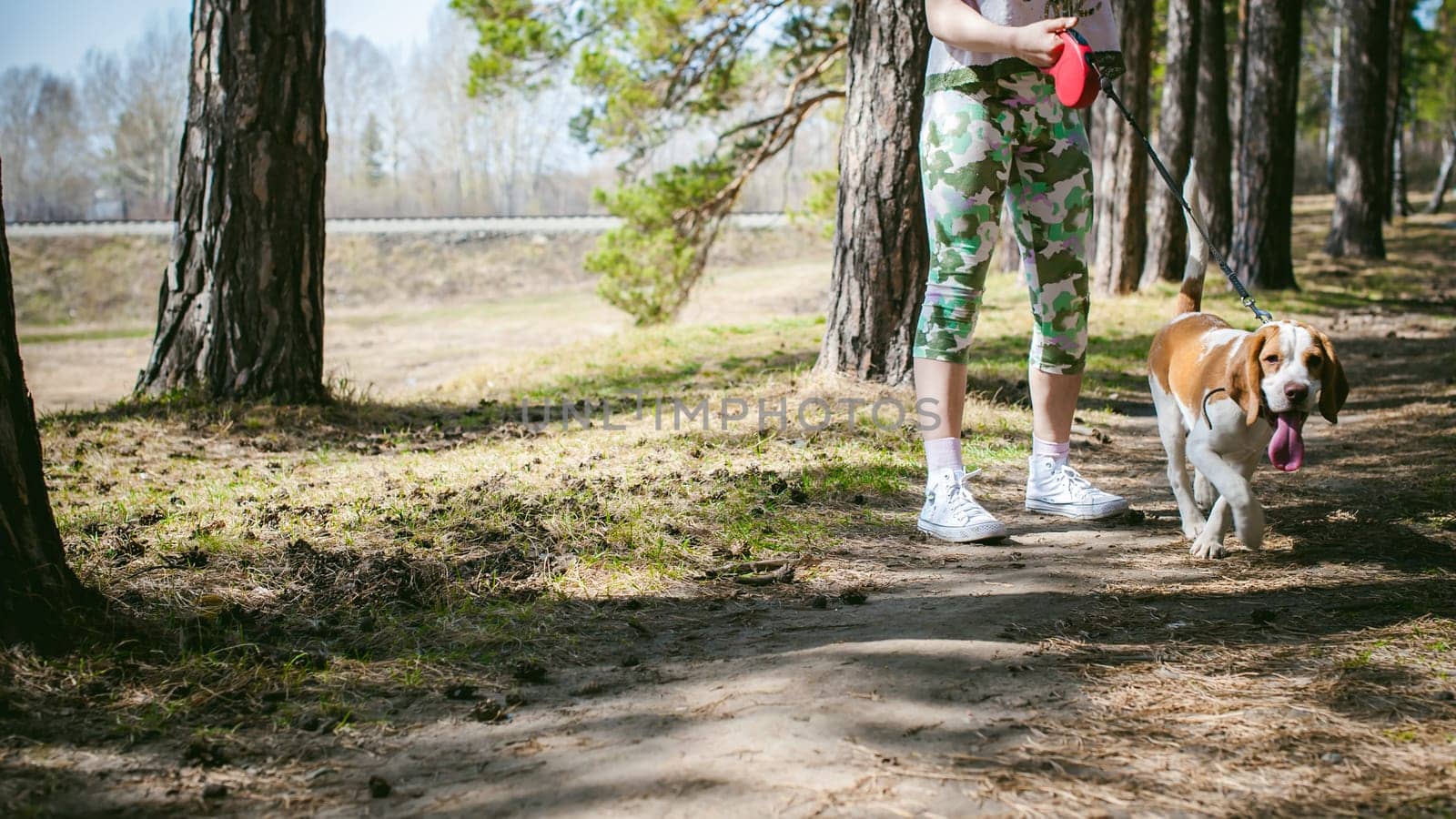 Young pet dog breeds beagle walking in the park outdoors. The girl carefully walks the puppy on a leash, plays and trains with him