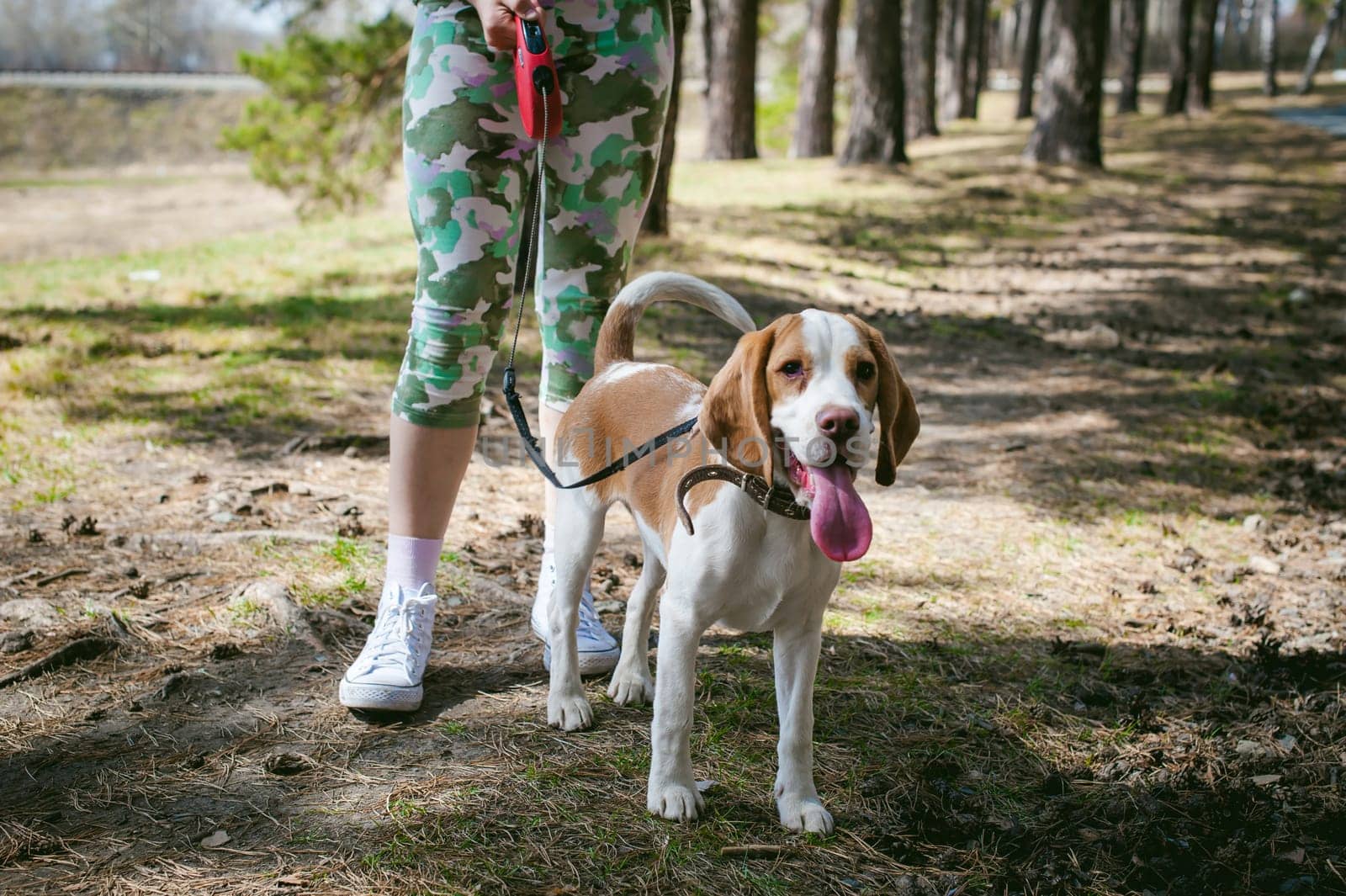 Young pet dog breeds beagle walking in the park outdoors. The girl carefully walks the puppy on a leash, plays and trains with him