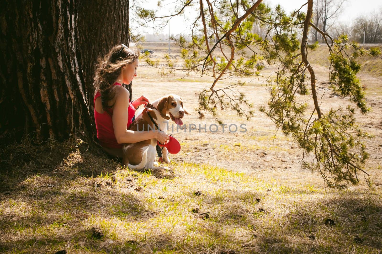 Young pet dog breeds beagle walking in park outdoors. woman carefully walks puppy, plays and tranitsiruetsya, sits with pet in an embrace under tree on grass in woods in clearing