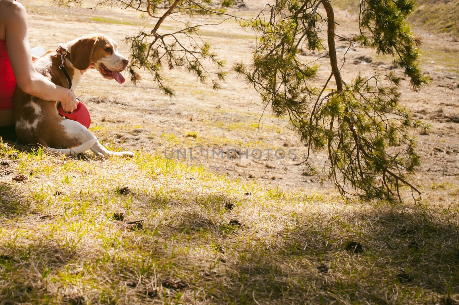 Young pet dog breeds beagle walking in park outdoors. woman carefully walks puppy, plays and tranitsiruetsya, sits with pet in an embrace under tree on grass in woods in clearing