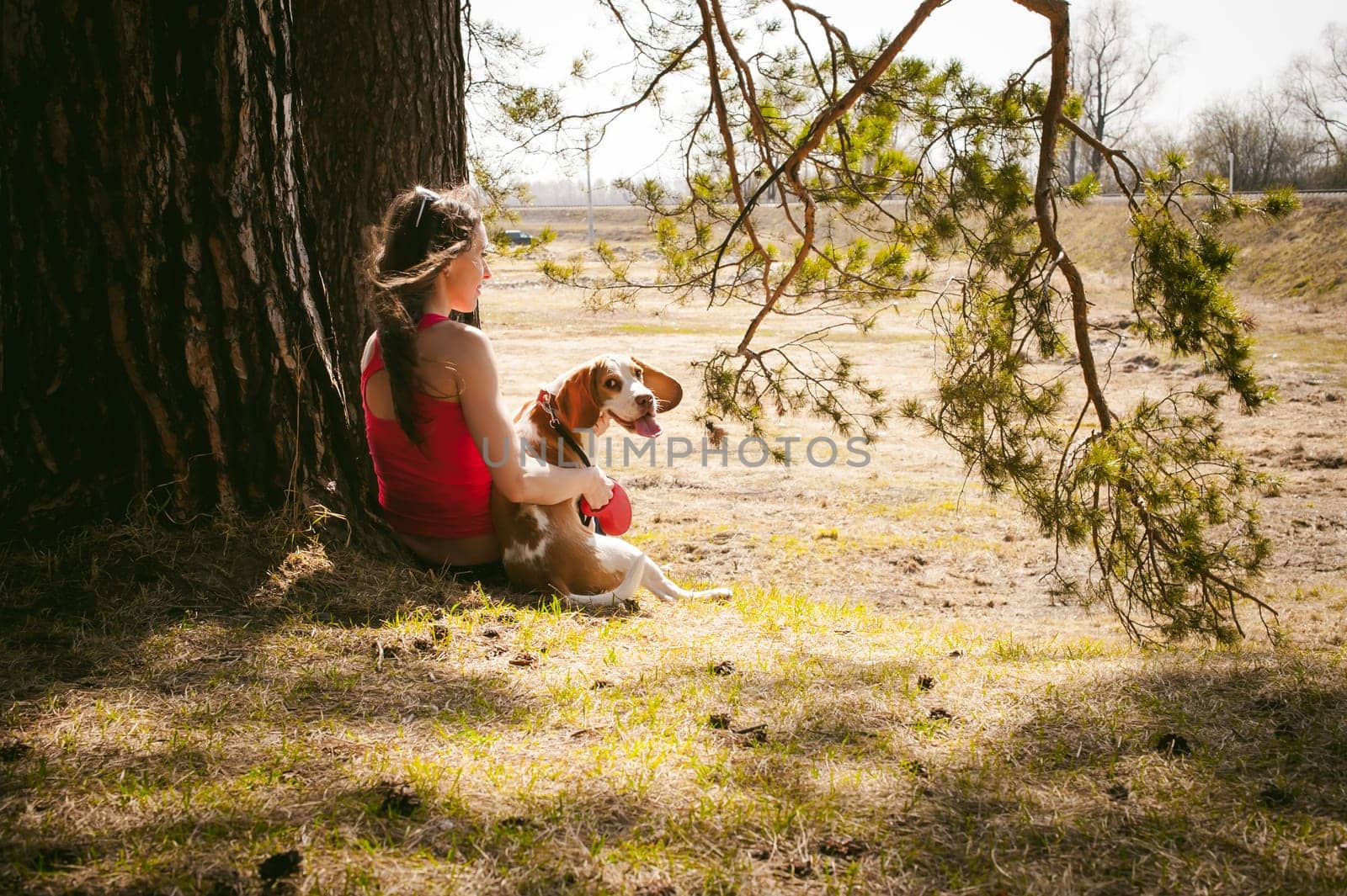 Young pet dog breeds beagle walking in park outdoors. woman carefully walks puppy, plays and tranitsiruetsya, sits with pet in an embrace under tree on grass in woods in clearing