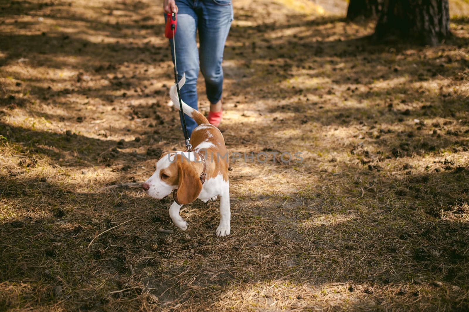 Young pet dog breeds beagle walking in the park outdoors. The girl carefully walks the puppy on a leash, plays and teaches, runs around with him