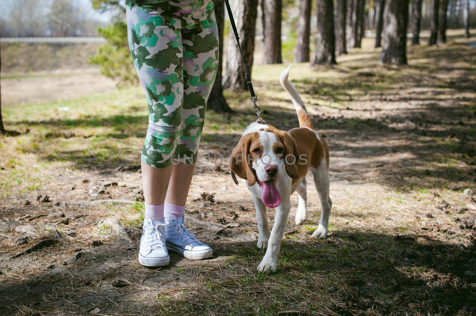 Young pet dog breeds beagle walking in the park outdoors. The girl carefully walks the puppy on a leash, plays and trains with him