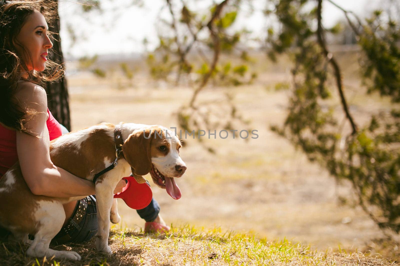 Young pet dog breeds beagle walking in park outdoors. woman carefully walks puppy, plays and tranitsiruetsya, sits with pet in an embrace under tree on grass in woods in clearing