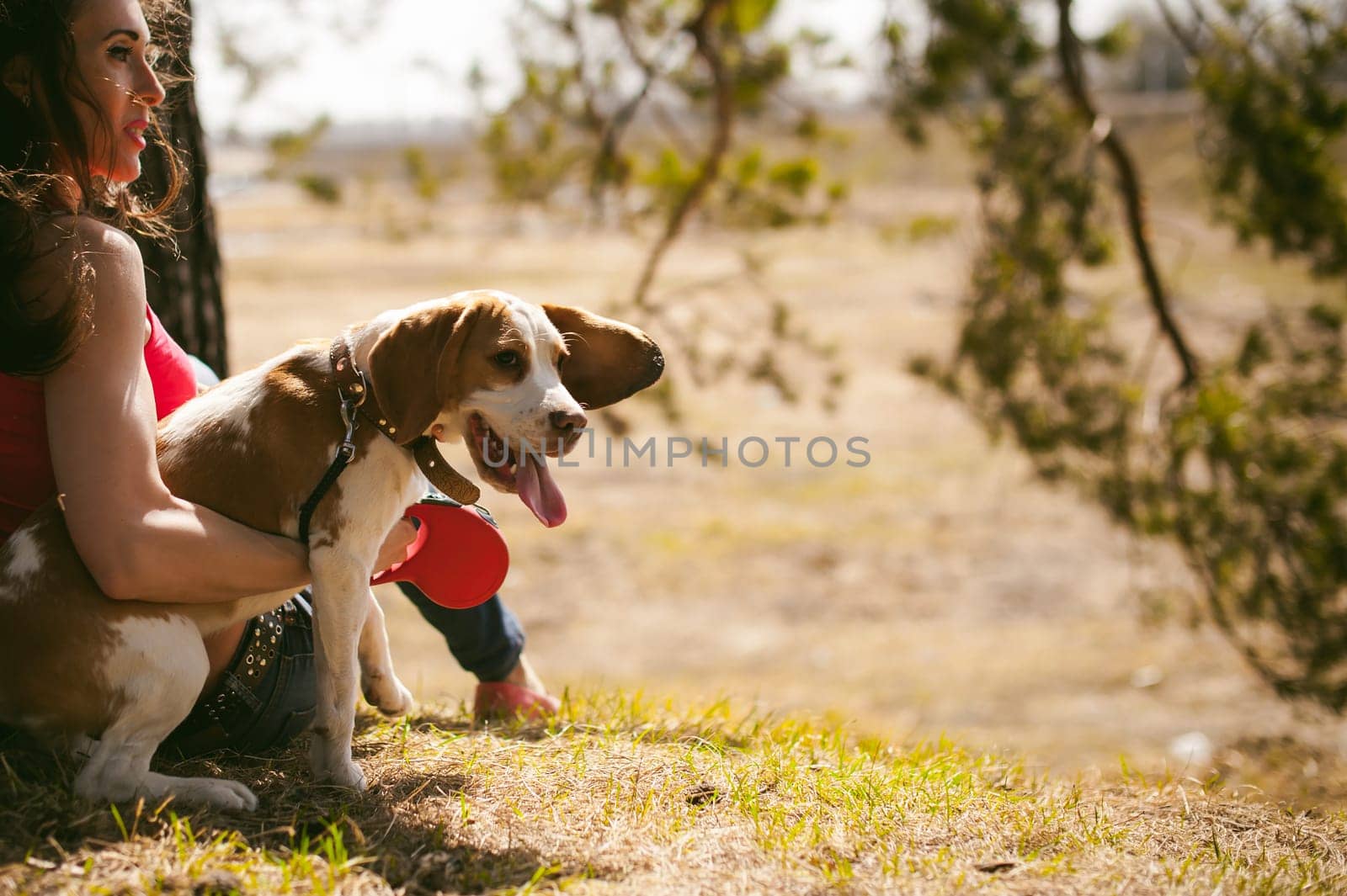 Young pet dog breeds beagle walking in park outdoors. woman carefully walks puppy, plays and tranitsiruetsya, sits with pet in an embrace under tree on grass in woods in clearing