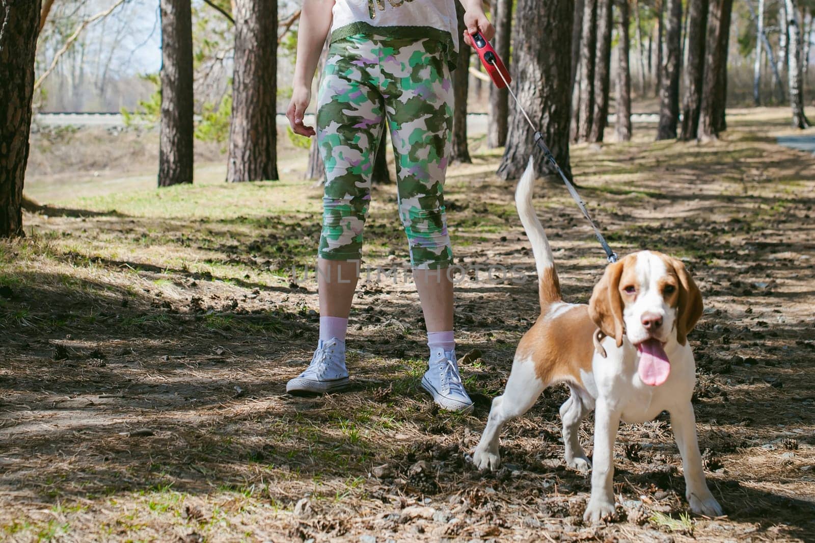 Young pet dog breeds beagle walking in the park outdoors. The girl carefully walks the puppy on a leash, plays and trains with him