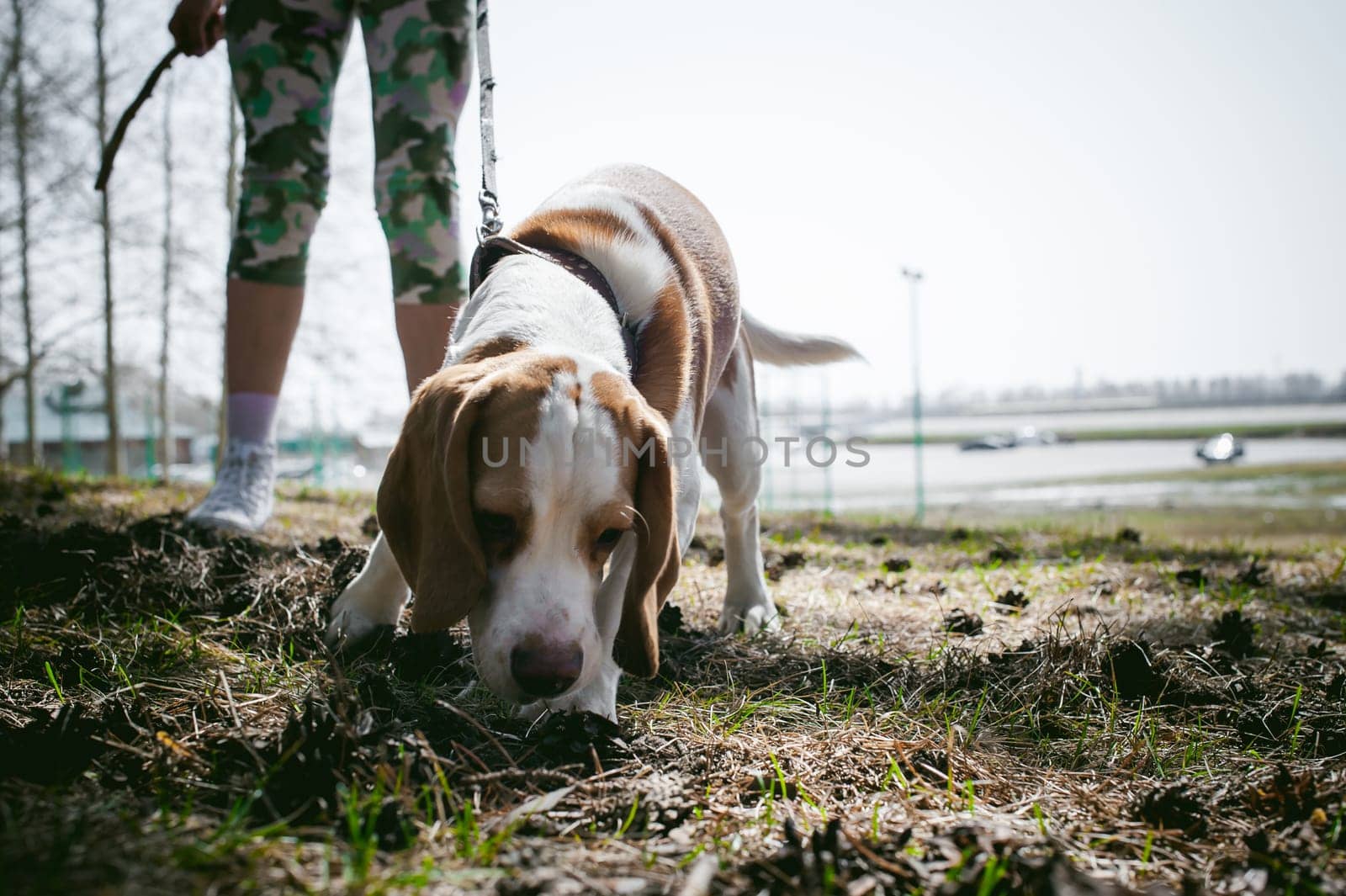 Young pet dog breeds beagle walking in the park outdoors. The girl carefully walks the puppy on a leash, plays and trains with him