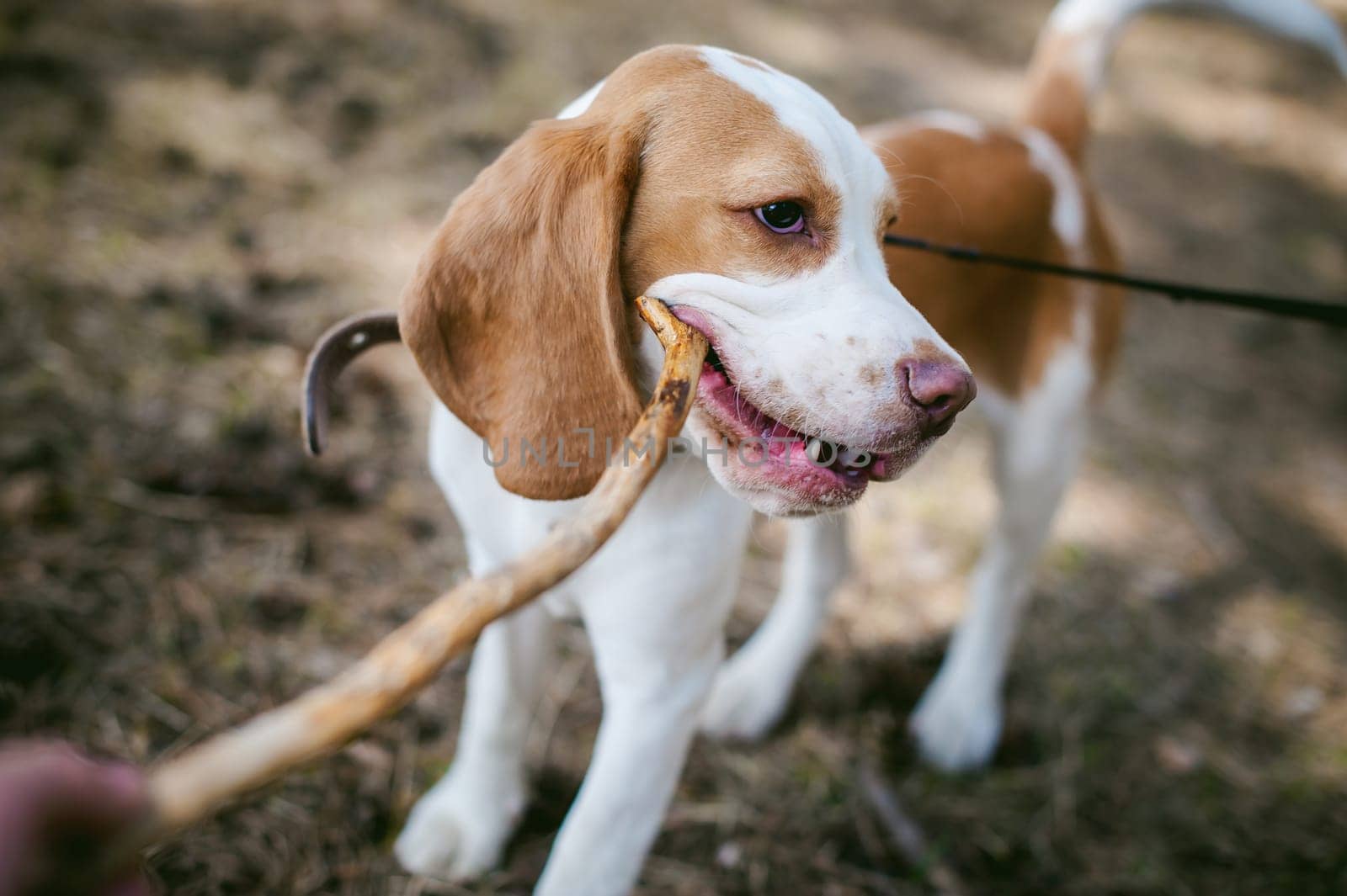 Young pet dog breeds beagle walking in the park outdoors. The puppy gnaws a stick