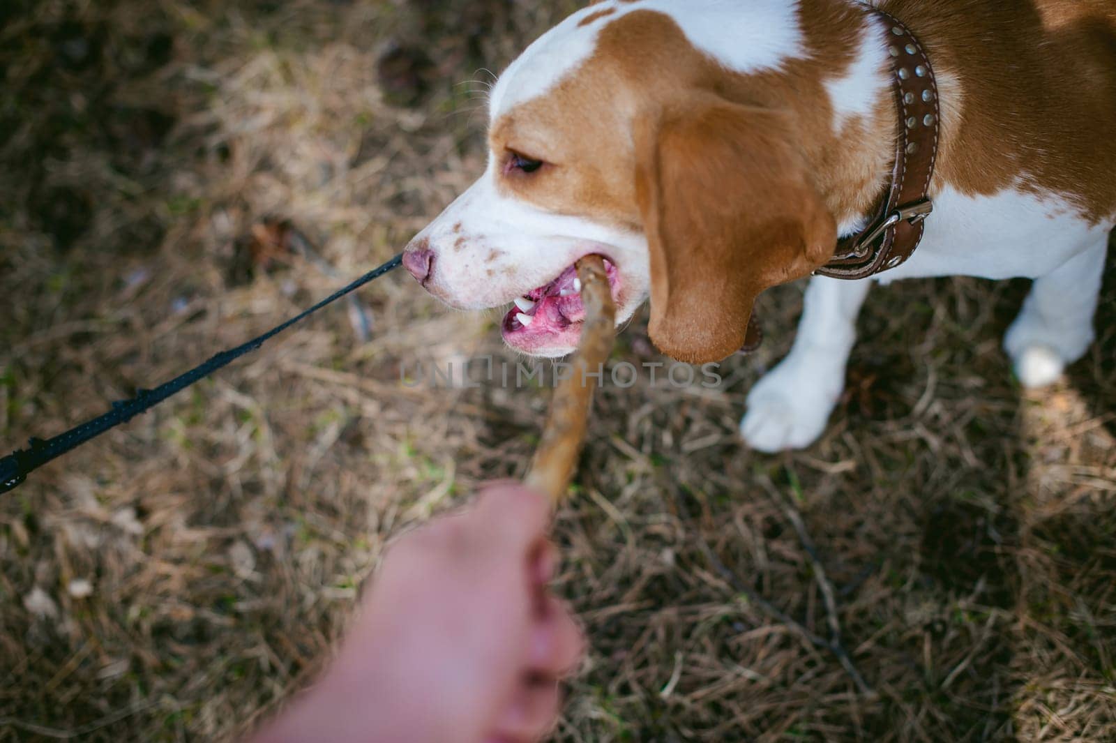 Young pet dog breeds beagle walking in the park outdoors. The puppy gnaws a stick