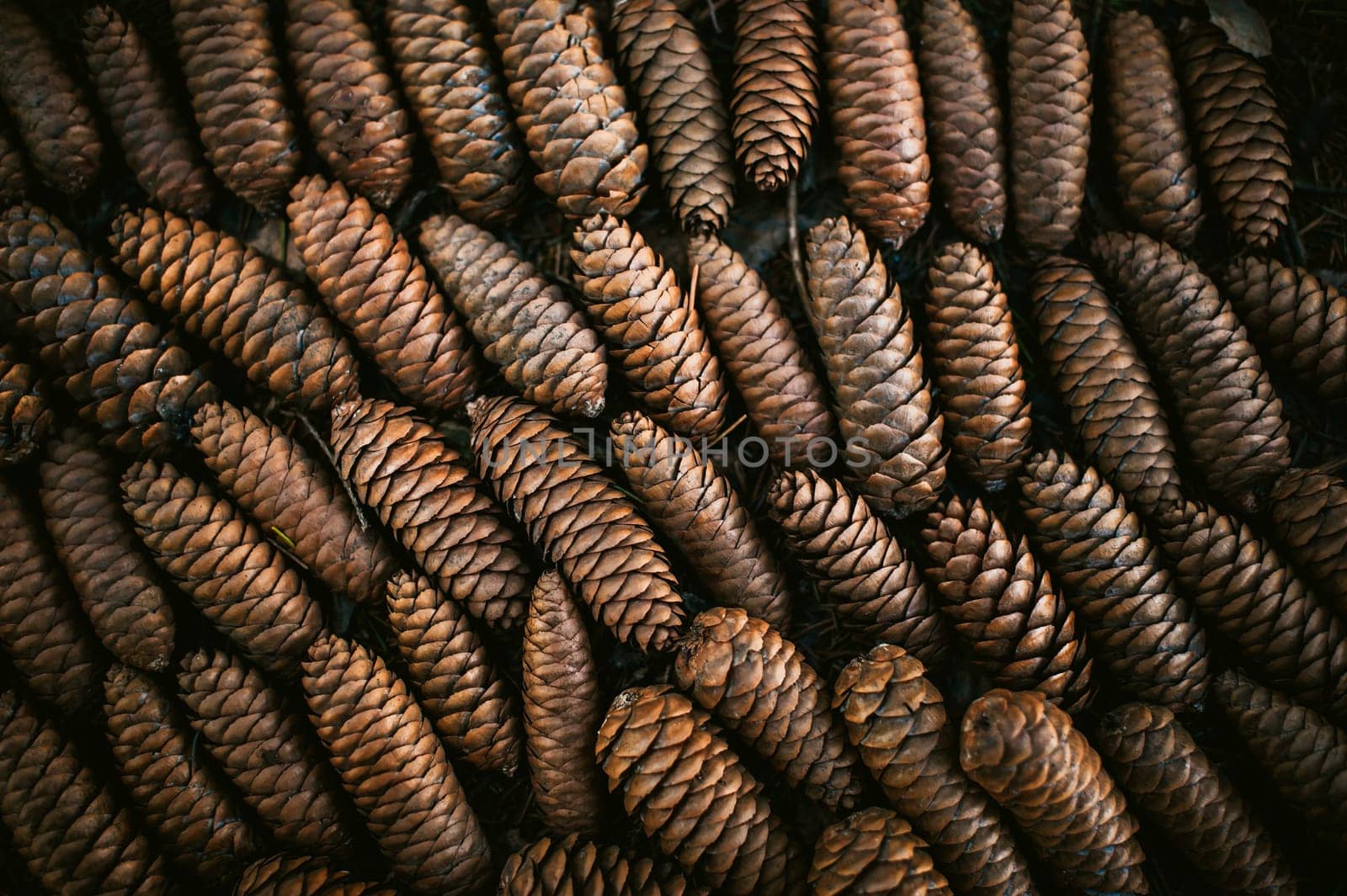 Fir cones lie on the ground in the forest, lined up in rows