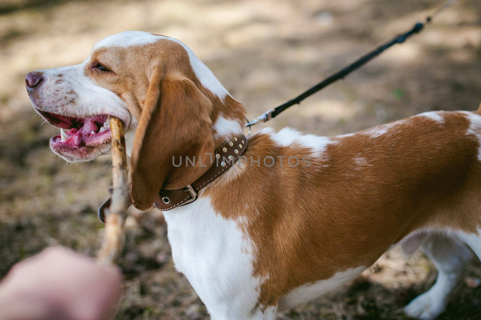 Young pet dog breeds beagle walking in the park outdoors. The puppy gnaws a stick