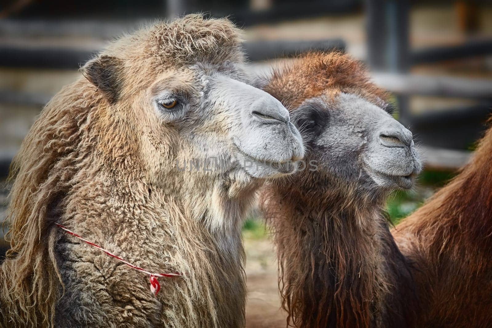 Close-up Portrait of Camel