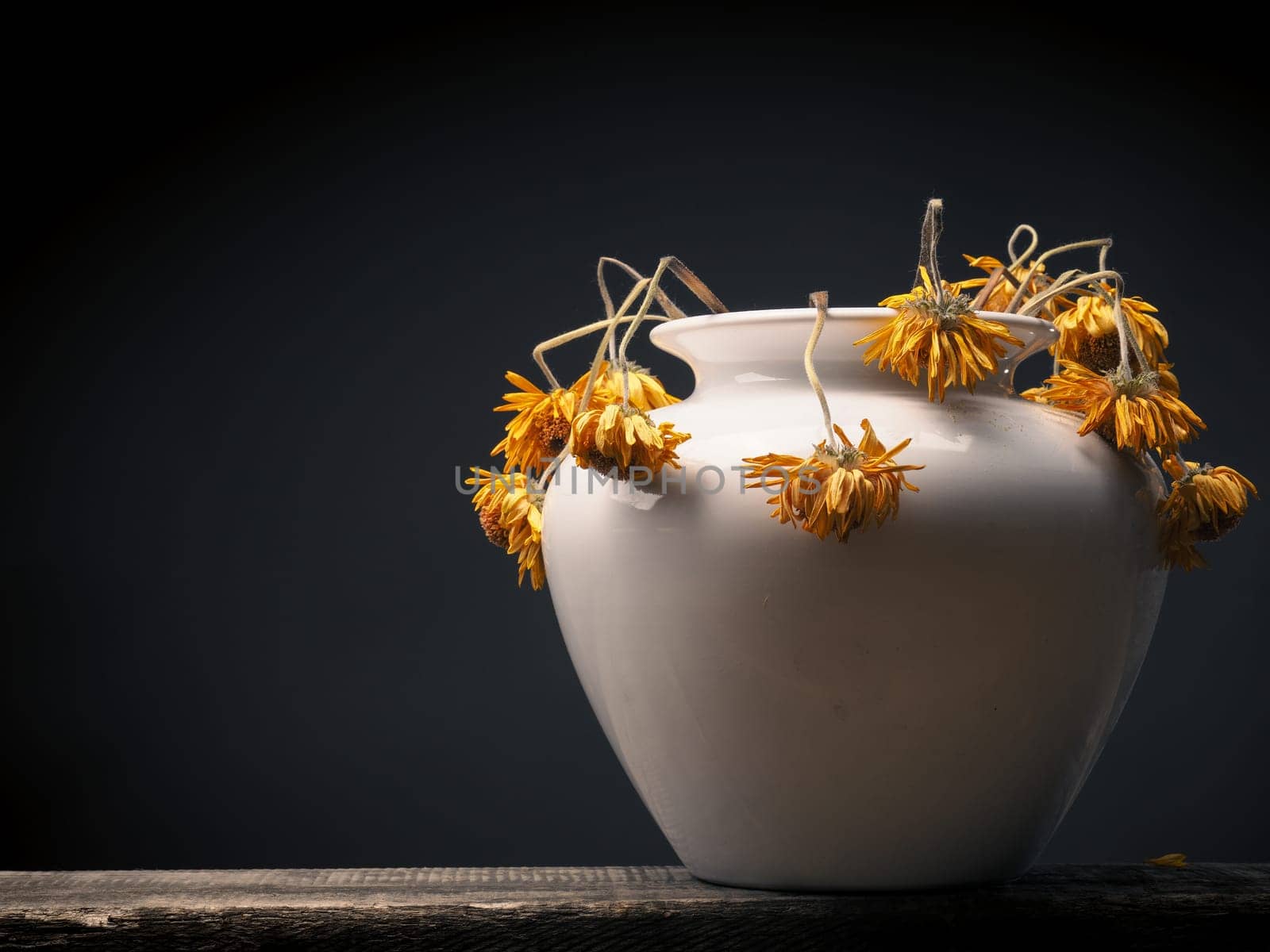 Withered yellow daisy flower on a dark background