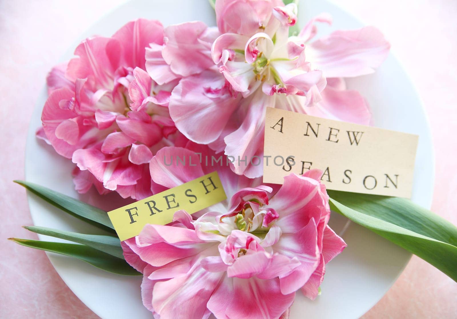 Pink tulips on a white plate with the words 'fresh' and 'a new season'
