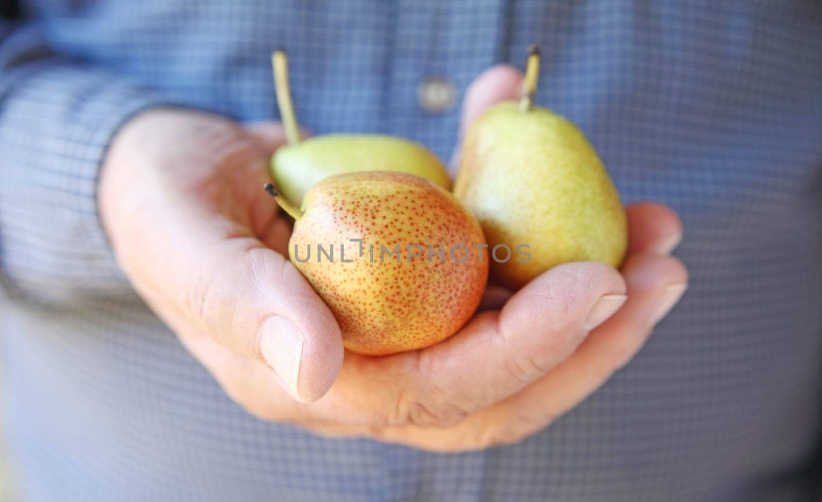 A man with three small, ripe pears