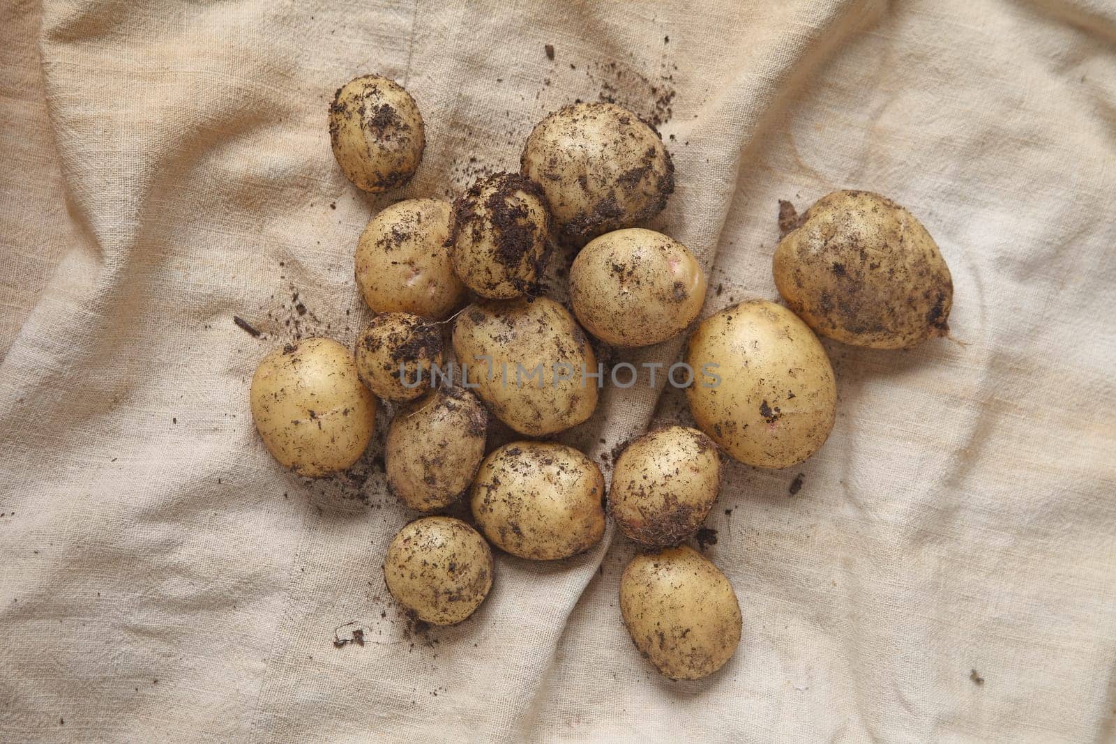 Freshly dug potatoes on burlap from overhead