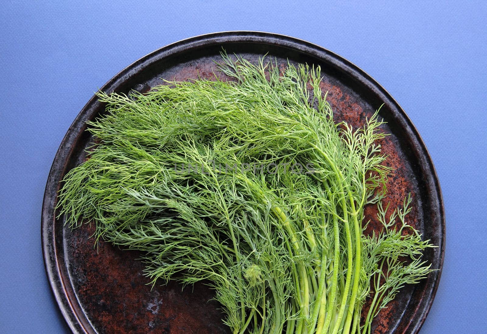 Dill stalks and leaves on a baking pan on a blue background