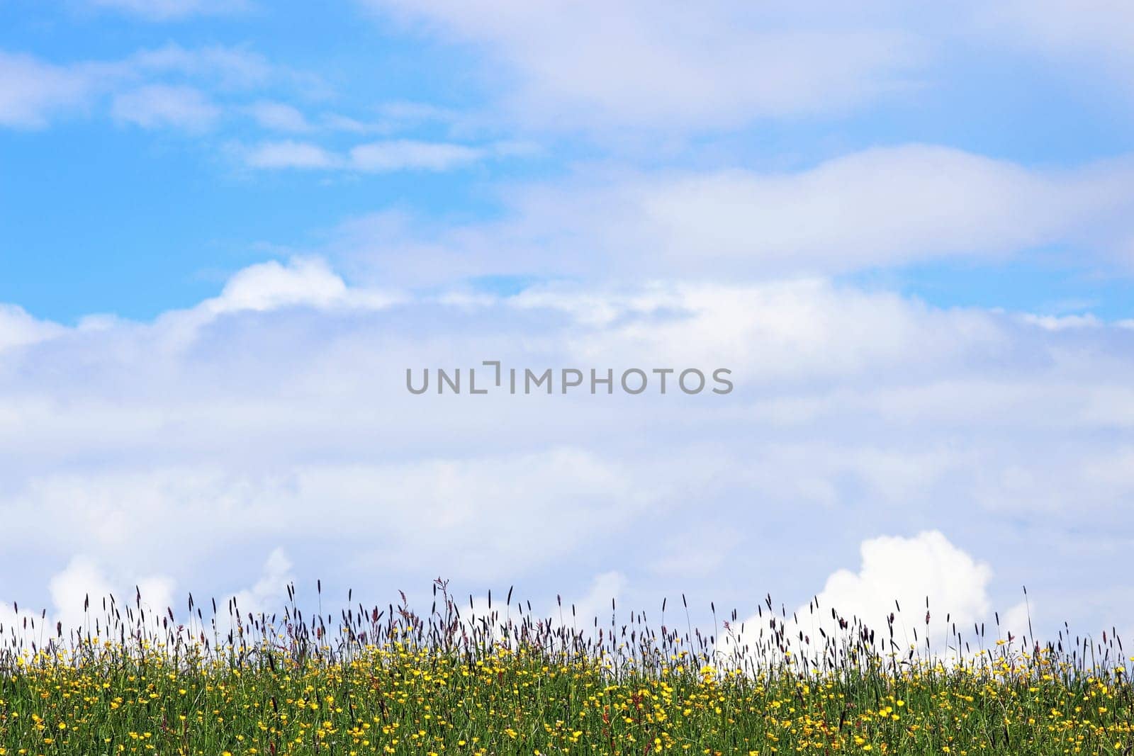 Spring meadow with flowers and white-blue sky. Clouds in the sky over a flowering meadow in spring or summer