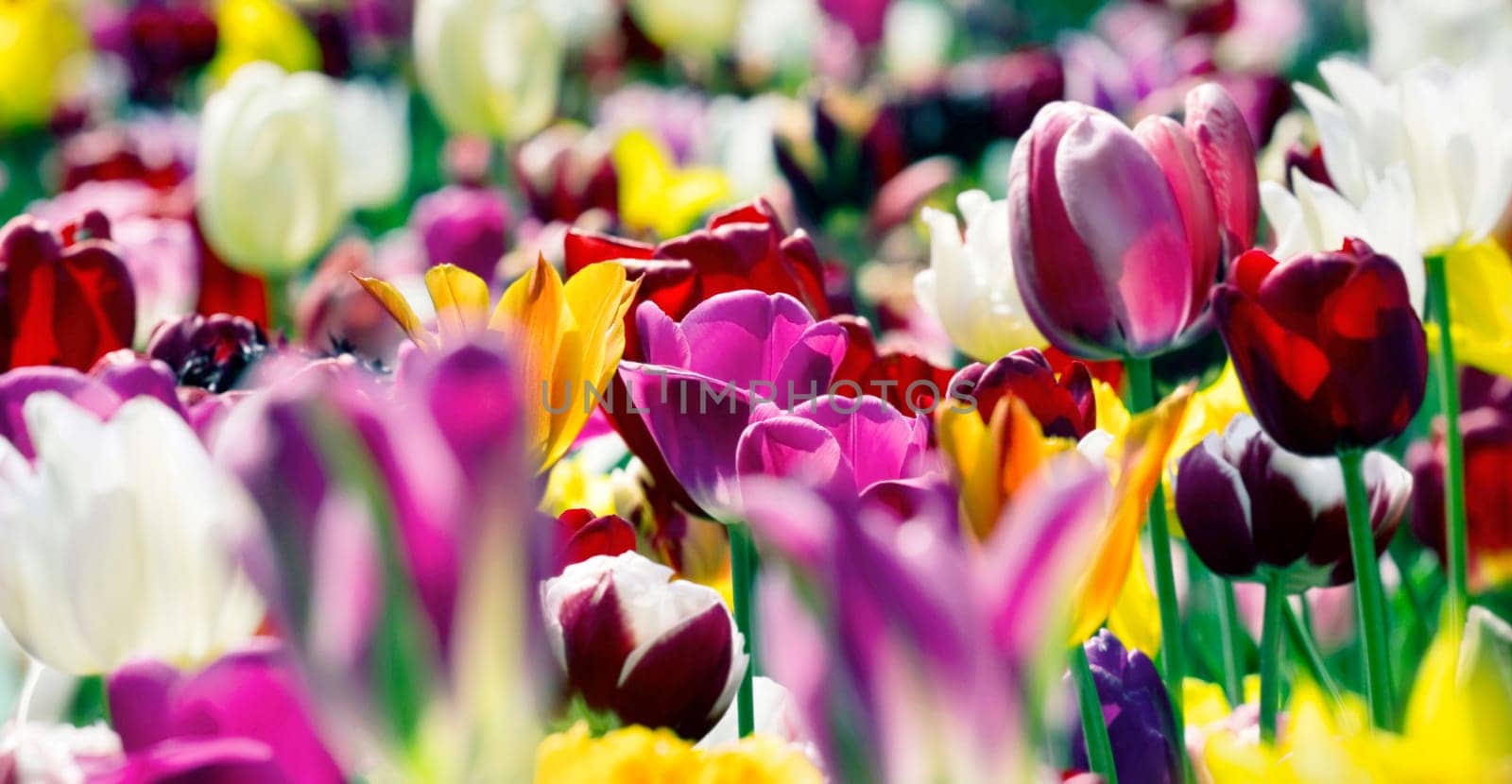 colorful tulip field panorama in bright sunlight,complementary color contrast violet-yellow